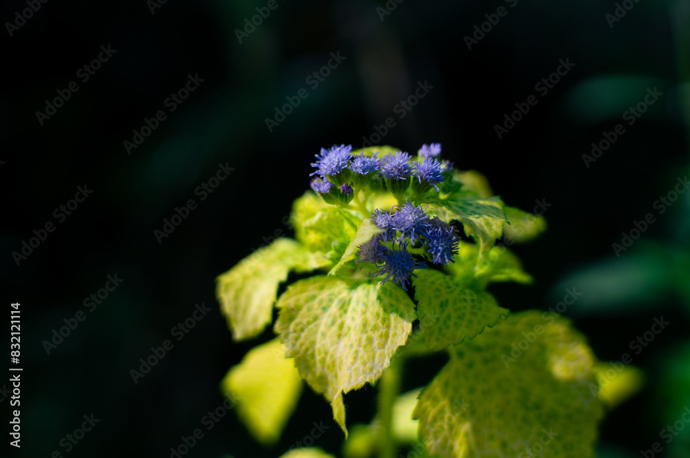 beautiful beautiful wild flowers that bloom in the forest beautiful beautiful wild flowers that bloom in the forest