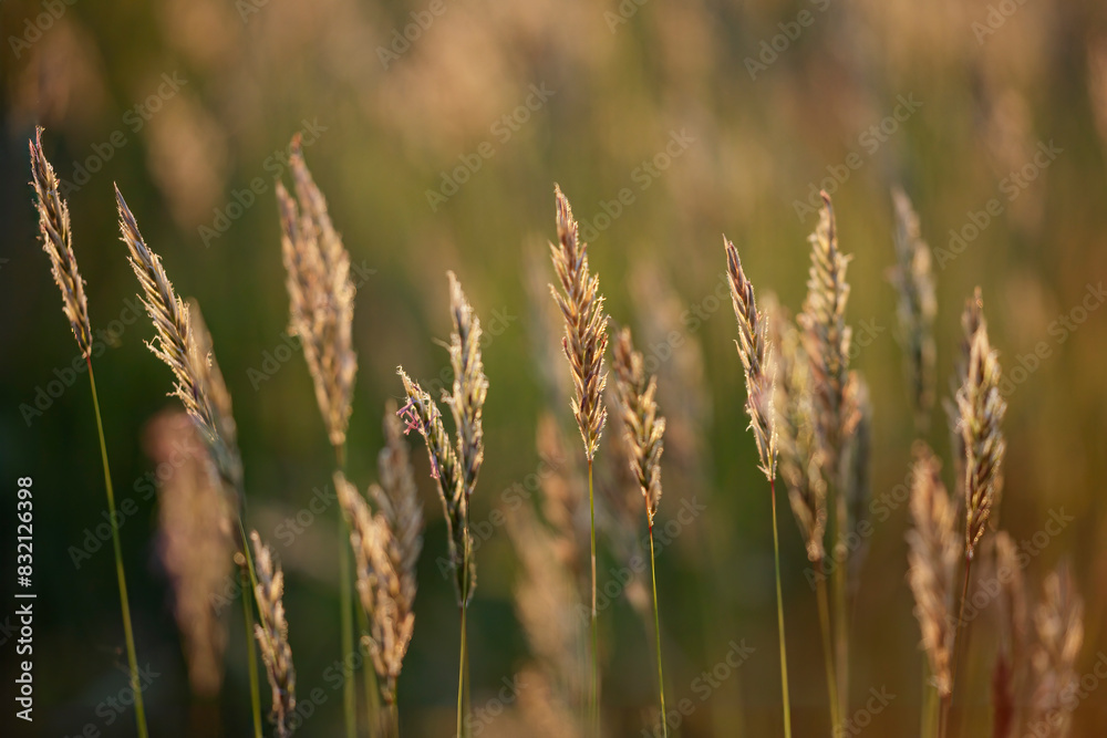 Grass at sunset Grass at sunset