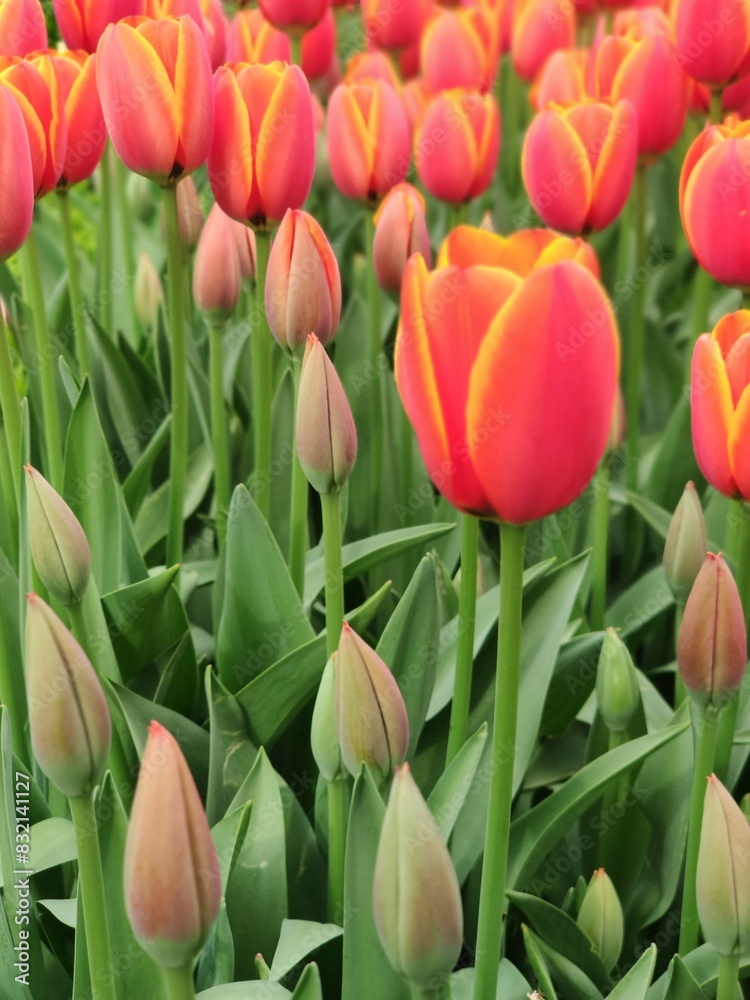 Istanbul tulips in April