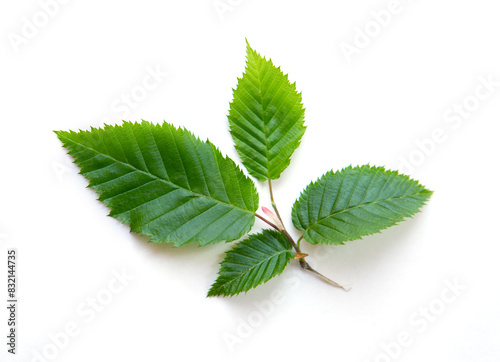 Beech branch with fresh green leaves isolated on white background.