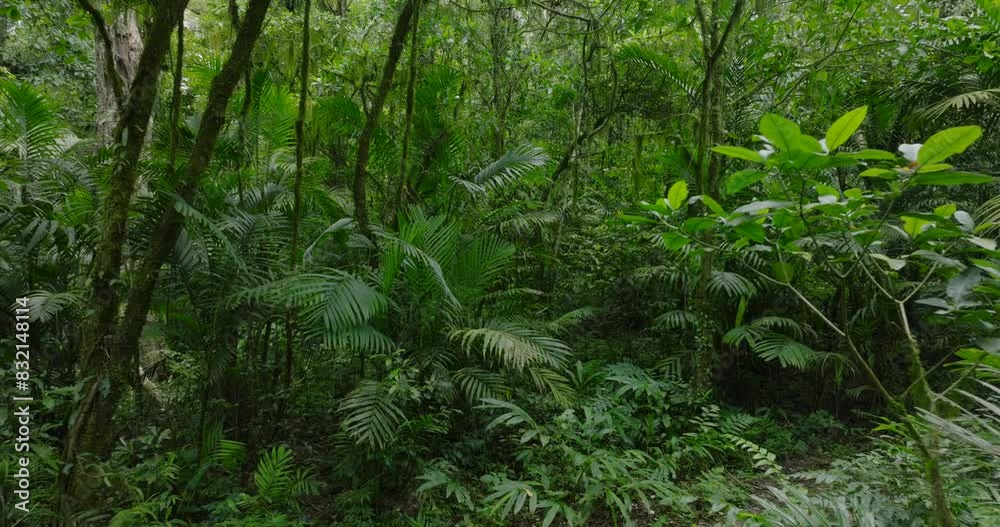Drone view of Bali. Tropical forest interior. Nature background of a rainforest