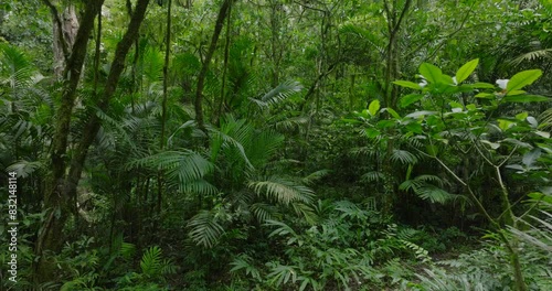 Drone view of Bali. Tropical forest interior. Nature background of a rainforest photo