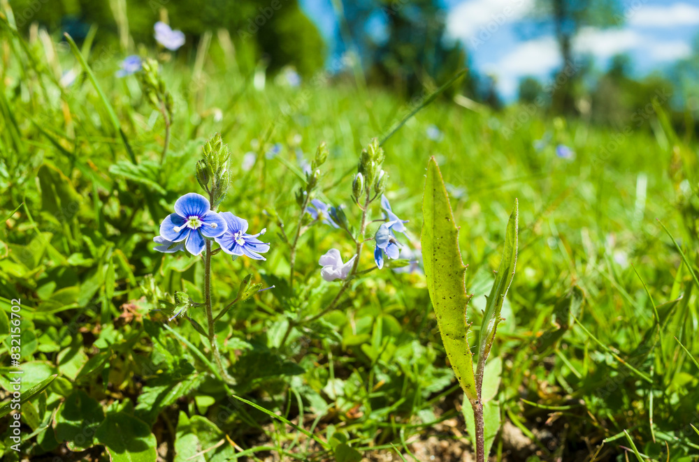 Small blue flowers on a green lawn close-up selective focus, Veronica chamaedrys or germander speedwell herbal medicine flowering plant, Sweden Small blue flowers on a green lawn close-up selective focus, Veronica chamaedrys or germander speedwell herbal medicine flowering plant, Sweden