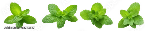 Fresh green mint leaves isolated on a white background, perfect for culinary, herbal, and medicinal uses in high-resolution stock photography. photo