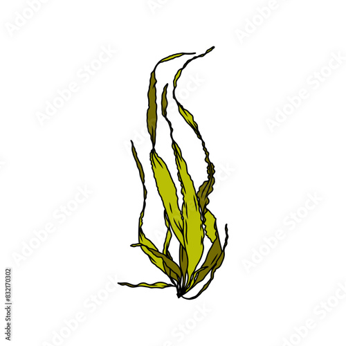 Hand drawn Seaweed kelp or laminaria seedling algae graphic illustration. Natural drawing