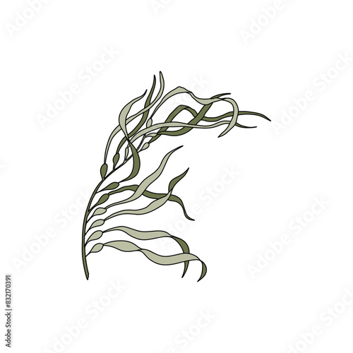 Hand drawn Giant kelp (Macrocystis pyrifera) algae graphic illustration. Natural drawing