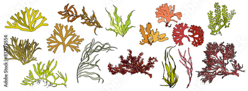 Set of colorful hand drawn algae vector graphic illustration. Collection of different aquatic plants isolated on white background. Natural drawing photo