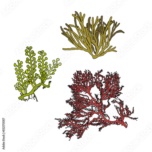 Set of colorful hand drawn algae vector graphic illustration. Collection of different aquatic plants isolated on white background. Natural drawing
