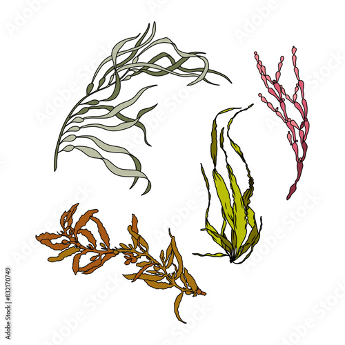 Set of colorful hand drawn algae vector graphic illustration. Collection of different aquatic plants isolated on white background. Natural drawing