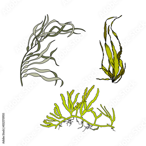 Set of colorful hand drawn algae vector graphic illustration. Collection of different aquatic plants isolated on white background. Natural drawing