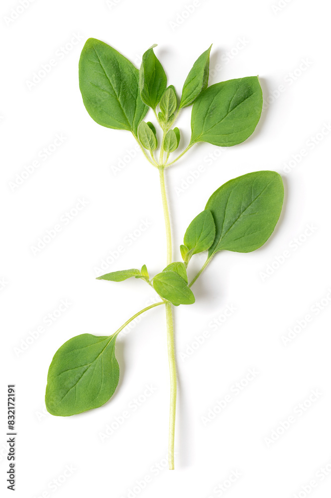Whole fresh oregano twig, also called wild marjoram, Origanum vulgare, from above. Culinary herb and a staple herb of Italian cuisine, with a slightly bitter taste. Close-up, macro food photo. Whole fresh oregano twig, also called wild marjoram, Origanum vulgare, from above. Culinary herb and a staple herb of Italian cuisine, with a slightly bitter taste. Close-up, macro food photo.