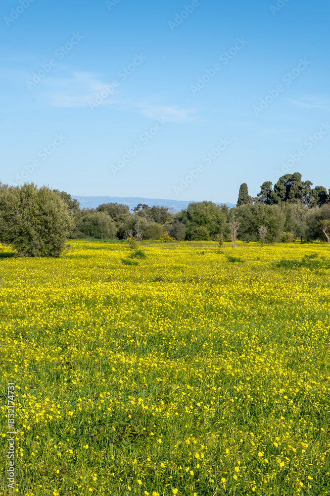spring green valley with yellow flower field on foreground and beautiful mountains with blue amazing sky on background spring green valley with yellow flower field on foreground and beautiful mountains with blue amazing sky on background