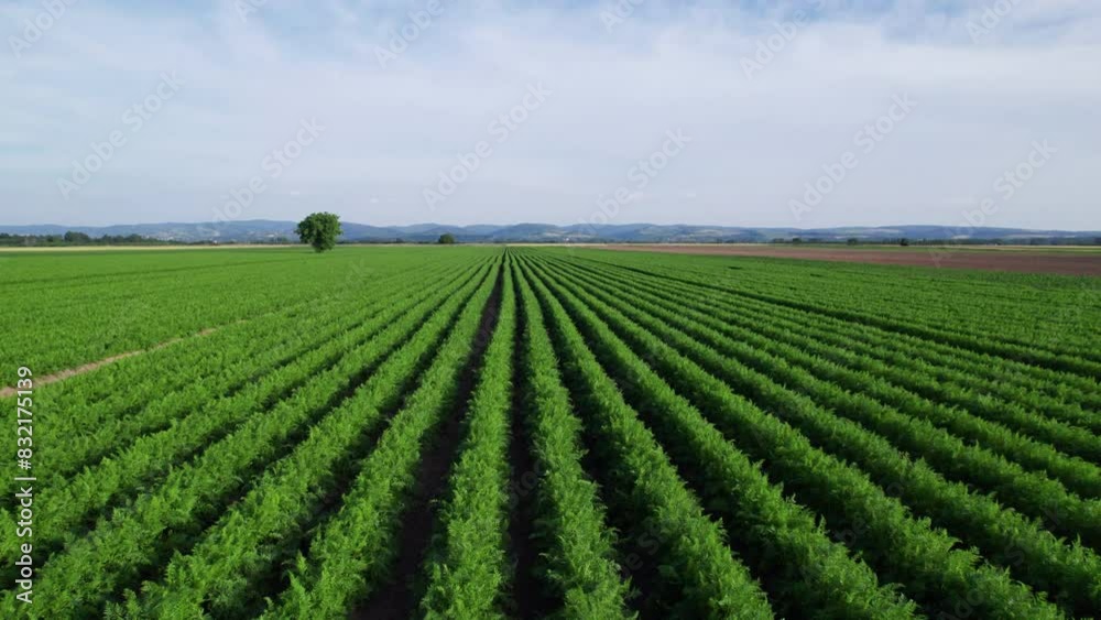 The vast expanses of carrot fields. The vast expanses of carrot fields.