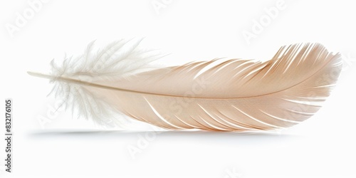 Single feather floating gently  isolated white background  high detail  light and airy