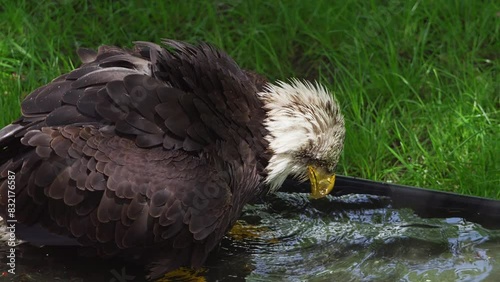 American bald eagle, slow motion, close up. Portrait white-tailed, national american prey bird video footage. Washing in a water tray. (Haliaeetus leucocephalus) photo