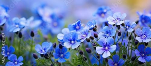 Flowering blue cushion Aubrieta in spring. Creative banner. Copyspace image photo