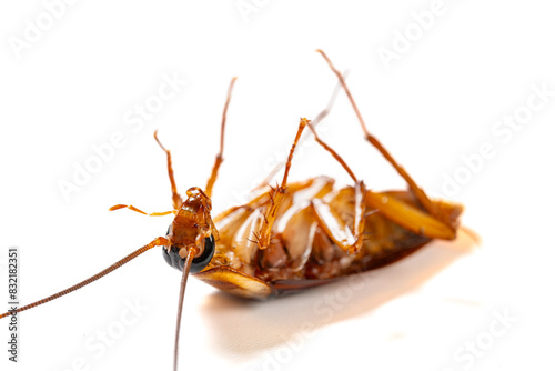 a poisoned and dying cockroach on white background close up at horizontal composition