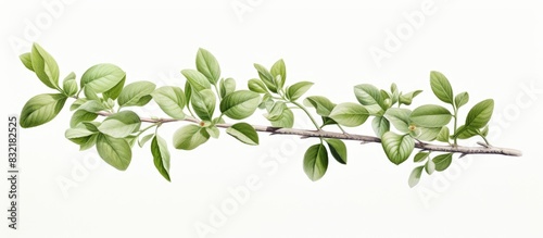 Basell alba an ancient herb used to cure ringworm leprosy smallpox ringworm tinea To solve the late night diuretic apply to rub rub massage to heat It is a vegetable with a lot of mucilage