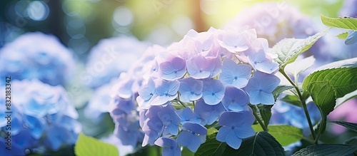 Close up of hydrangea in the garden. Creative banner. Copyspace image photo