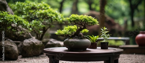 Bonsai pot in the backyard garden. Creative banner. Copyspace image