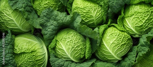 Fresh green Savoy cabbage Cabbage savoy kale green many round fruits close up vegetable base Fresh green savoy cabbages as background top view nobody. Creative banner. Copyspace image
