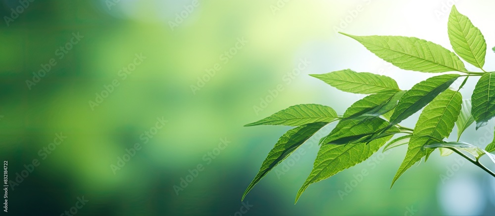 bright green leaf and blured background. Creative banner. Copyspace image bright green leaf and blured background. Creative banner. Copyspace image