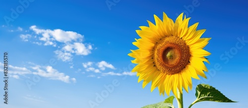 Shiny yellow sunflower in the abundance plantation field against blue bright vibrance sky background on sunny day in summer. Creative banner. Copyspace image