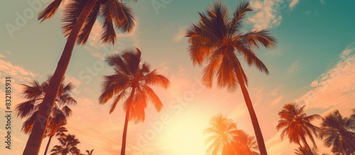 The sun behind palm trees. Creative banner. Copyspace image © HN Works