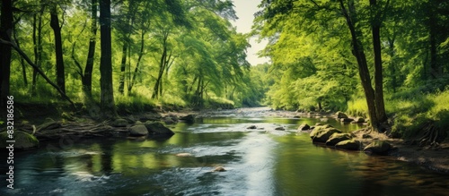 Summer natural landscape with a small forest river and overgrown banks. Creative banner. Copyspace image