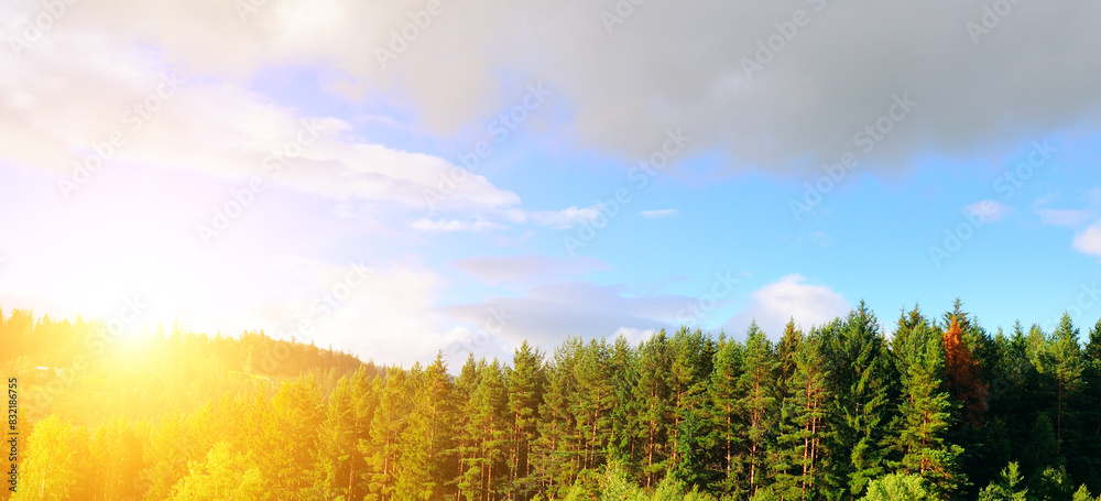 Obraz premium Carpathian mountain valley, coniferous forest and bright sun. Wide photo.