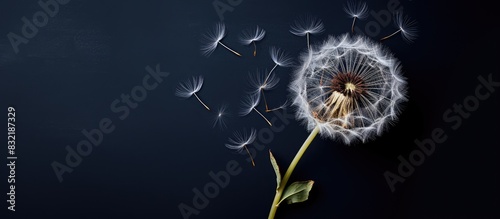 close up of dandelion with dark background. Creative banner. Copyspace image