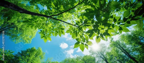 Spring bright green young foliage against a blue clear sunny sky Beech forest canopy. Creative banner. Copyspace image