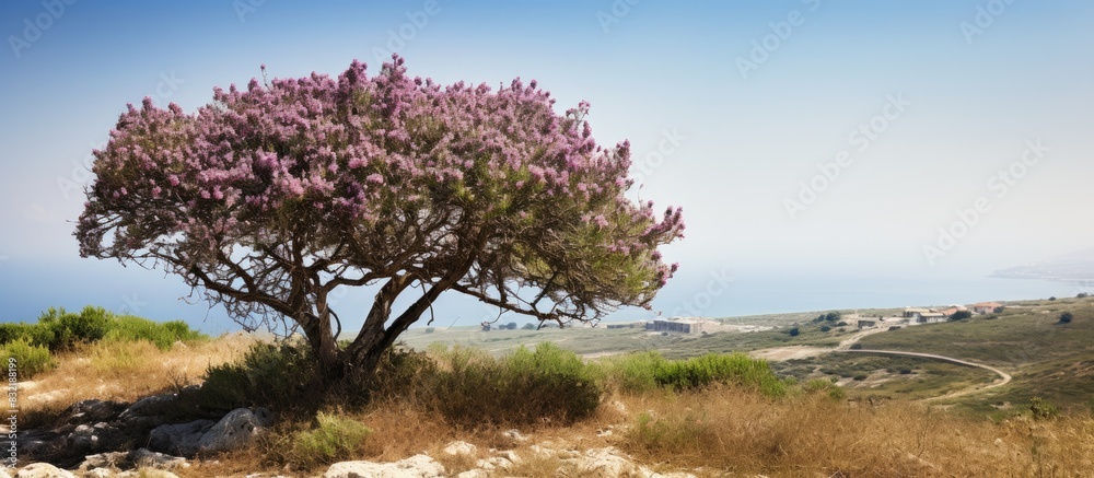 Oreopanax dactylifolius shrub in sicily. Creative banner. Copyspace image