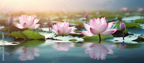 beautiful pink lotus flowers in the pond. Creative banner. Copyspace image