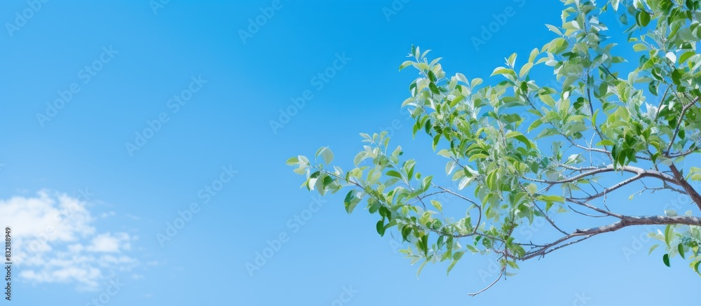 Fototapeta premium Bucida Molineti tree against blue sky shallow focus. Creative banner. Copyspace image