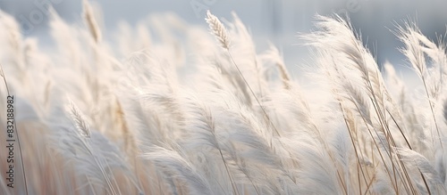 The silver grass is swinging in the breeze. Creative banner. Copyspace image