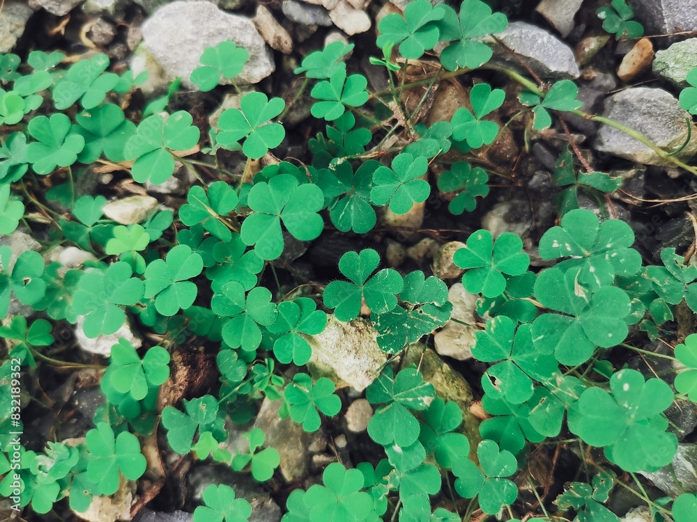 Lucky clover leaves background or texture Lucky clover leaves background or texture