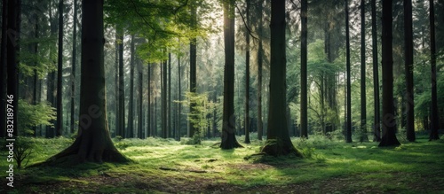 Trees in the forest nature. Creative banner. Copyspace image