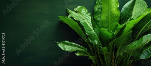 a beatiful japanese banana tree and his leafs. Creative banner. Copyspace image photo