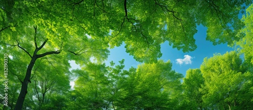 Spring bright green young foliage against a blue clear sunny sky Beech forest canopy. Creative banner. Copyspace image