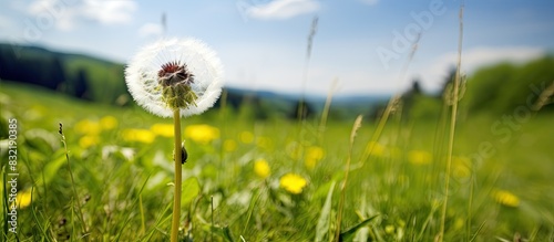 Dandelion Taraxacum officinale on a natural background placed on the right. Creative banner. Copyspace image photo