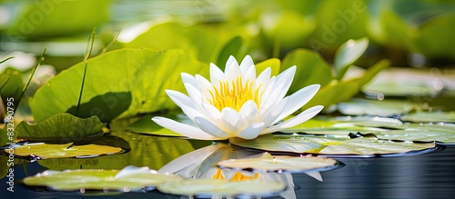 waterlily in yellow and white on green leaves. Creative banner. Copyspace image