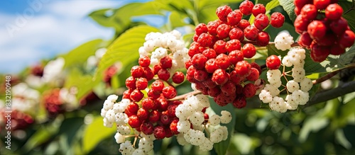 Sweet Viburnum Viburnum odoratissimum is used for fire trees because it contains a lot of moisture. Creative banner. Copyspace image photo