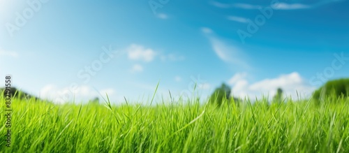 beautiful green grass after moving at sunny day nature background. Creative banner. Copyspace image