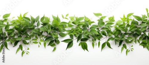 green leaves isolated white on background. Creative banner. Copyspace image