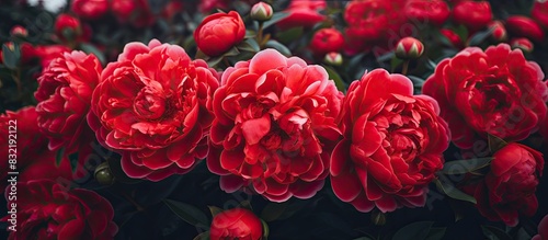 Fototapeta Naklejka Na Ścianę i Meble -  Red peonies close up view. Creative banner. Copyspace image