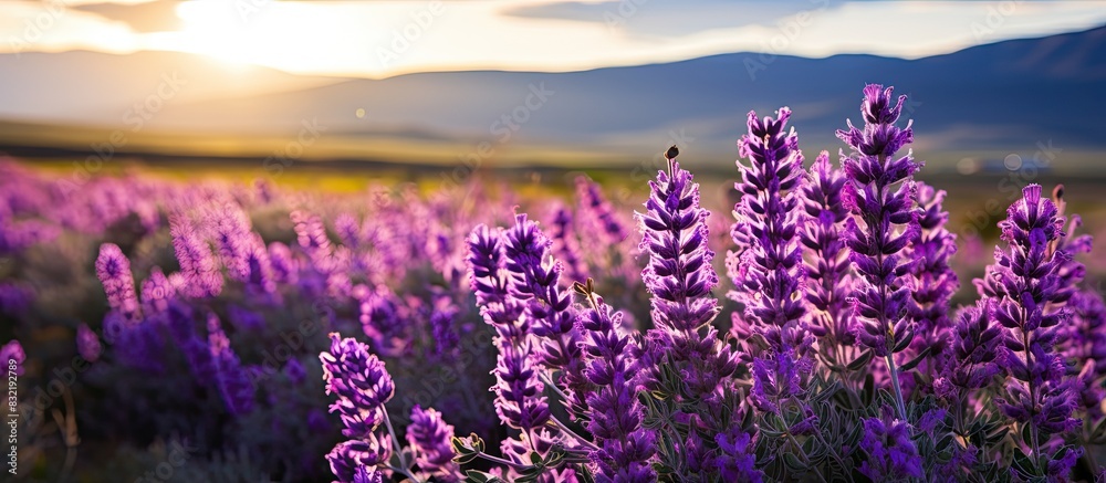 Obraz premium Purple Sage flowers. Creative banner. Copyspace image