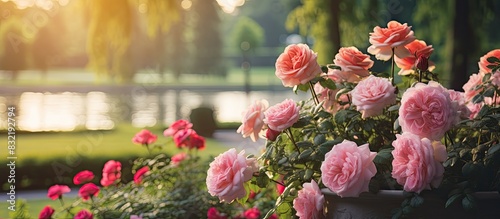 photo of roses in the garden. Creative banner. Copyspace image photo