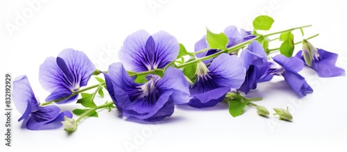 Butterfly Pea Flower Isolated on white background Clitoria ternatea L. Creative banner. Copyspace image