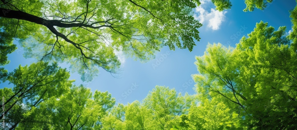 Spring bright green young foliage against a blue clear sunny sky Beech forest canopy. Creative banner. Copyspace image Spring bright green young foliage against a blue clear sunny sky Beech forest canopy. Creative banner. Copyspace image